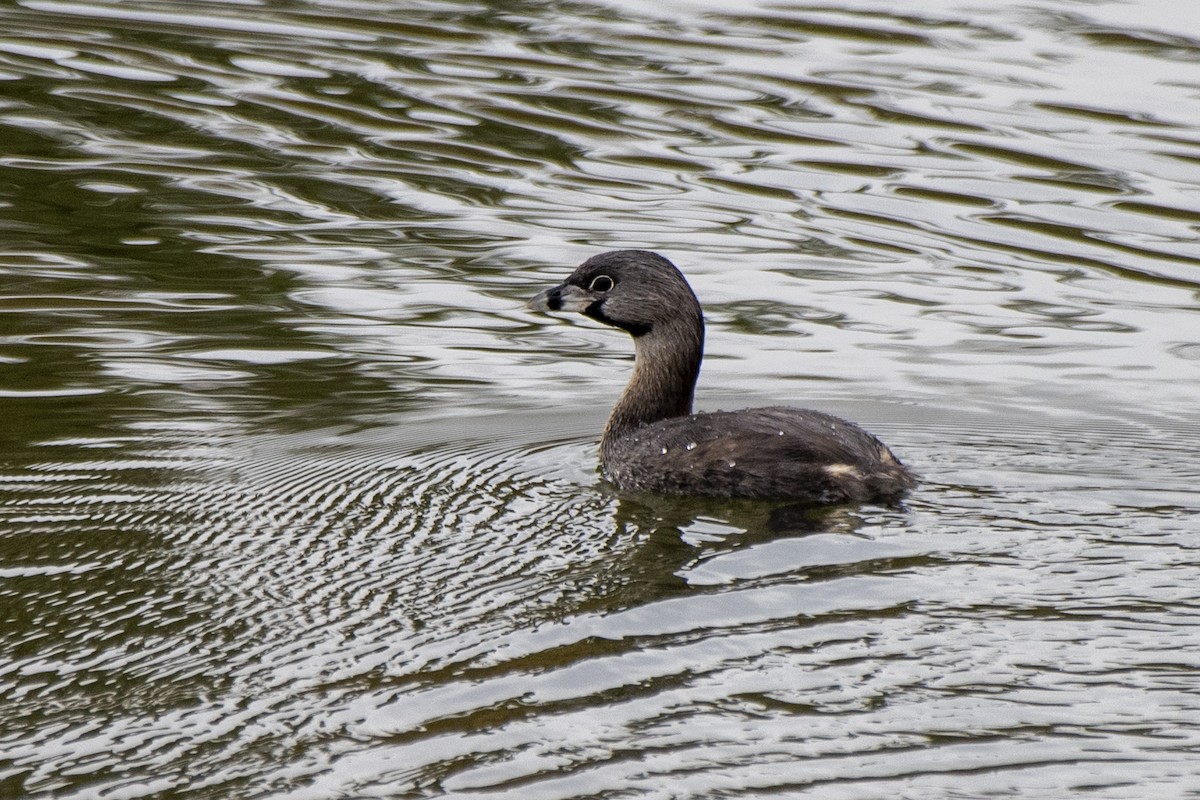 オビハシカイツブリ - ML476282751