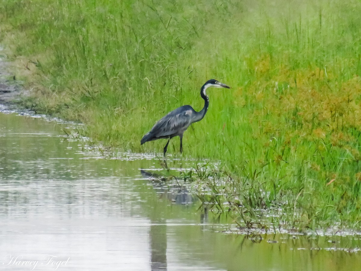 Garza Cabecinegra - ML47628291