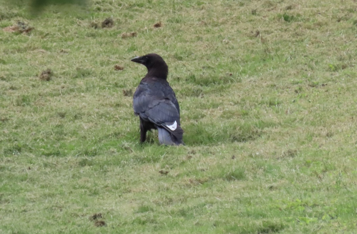 American Crow - ML476283071