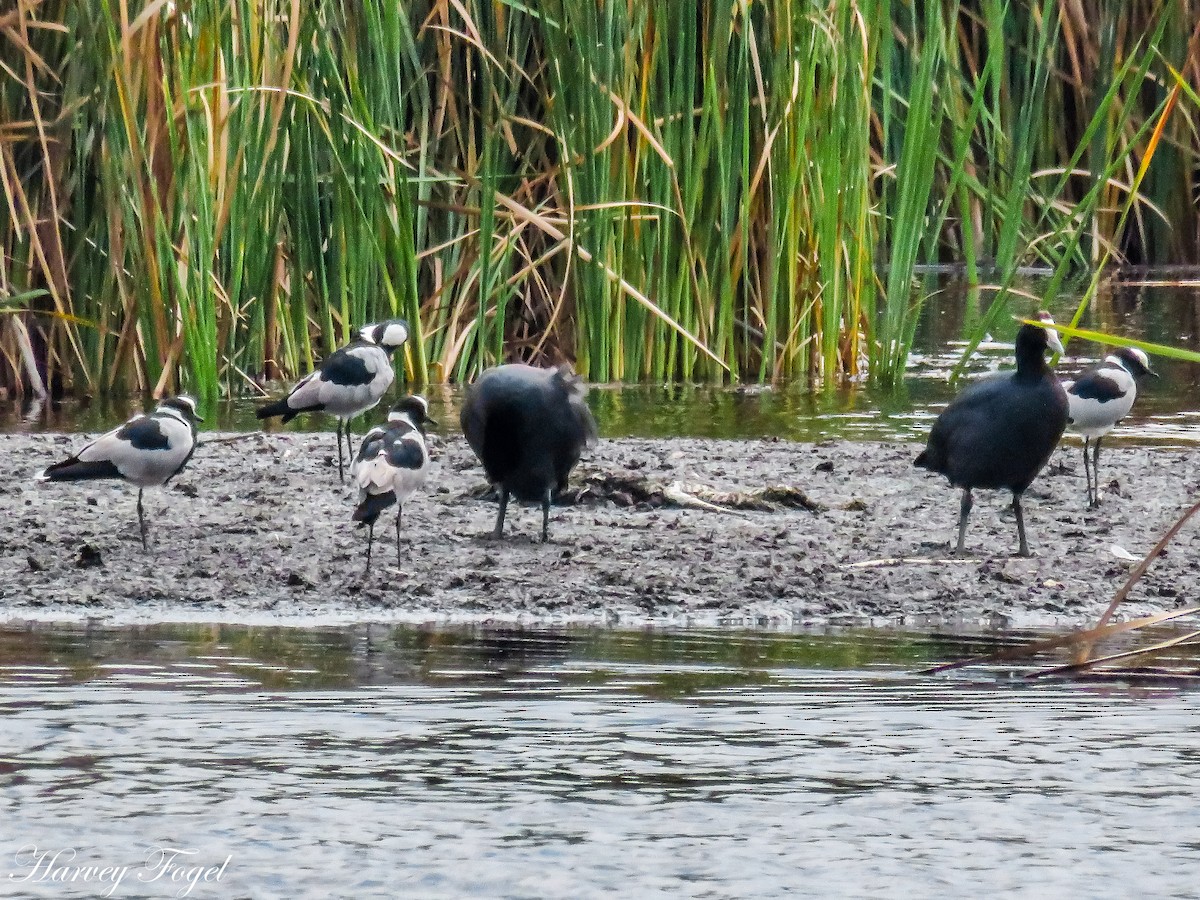 Blacksmith Lapwing - ML47628411