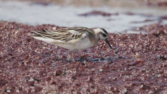 polarsvømmesnipe - ML476285141