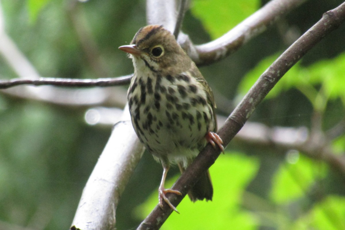 Ovenbird - ML476286171