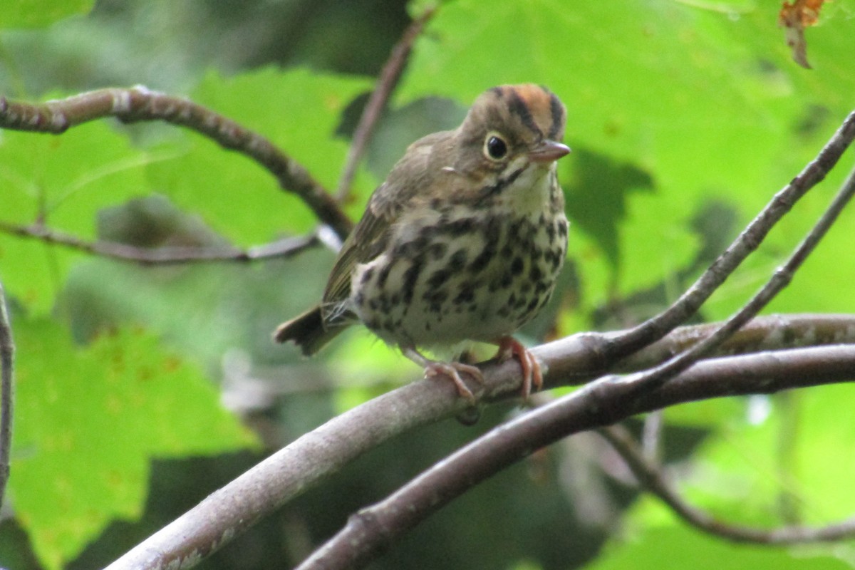 Ovenbird - ML476286181