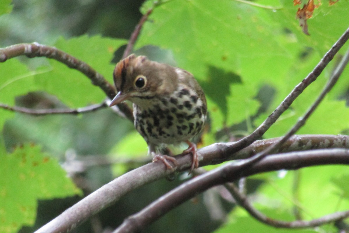 Ovenbird - ML476286191
