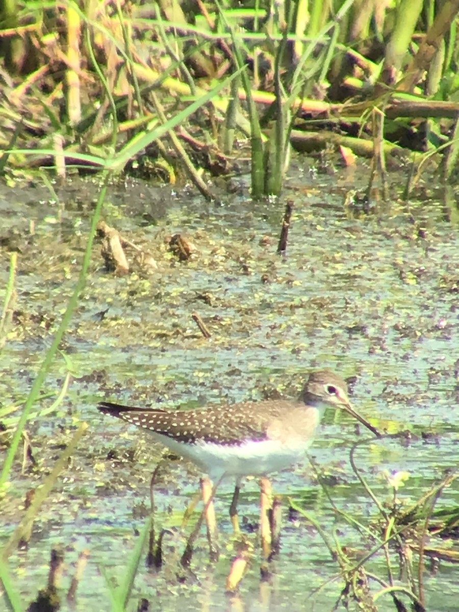 Solitary Sandpiper - ML476286401