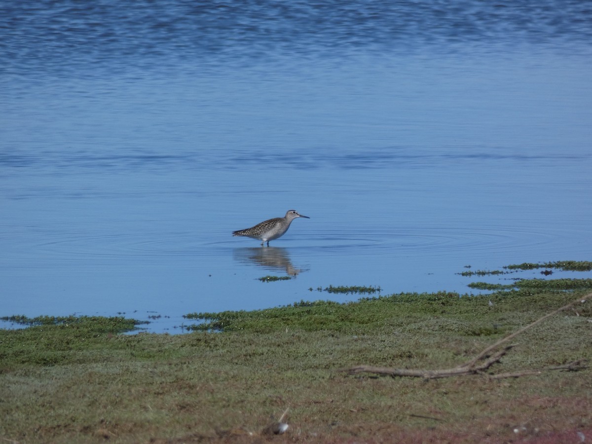 Wood Sandpiper - ML476286531