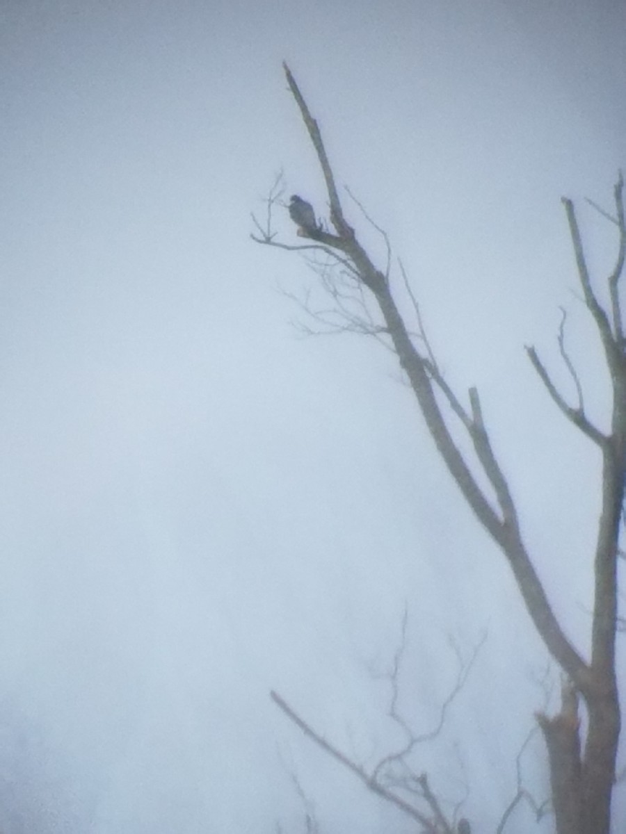 Halcón Peregrino - ML47628741