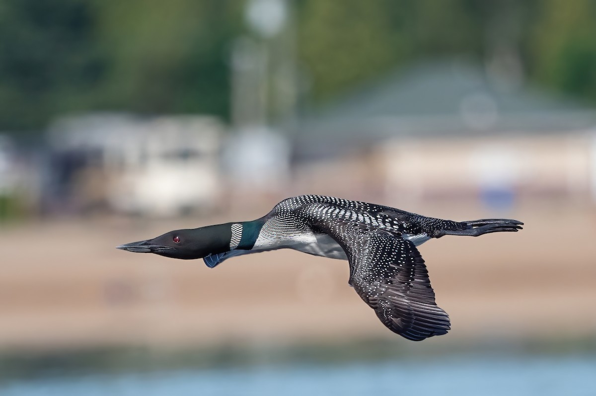 Common Loon - Annie Lavoie