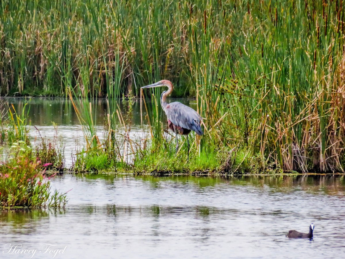 Goliath Heron - ML47628811