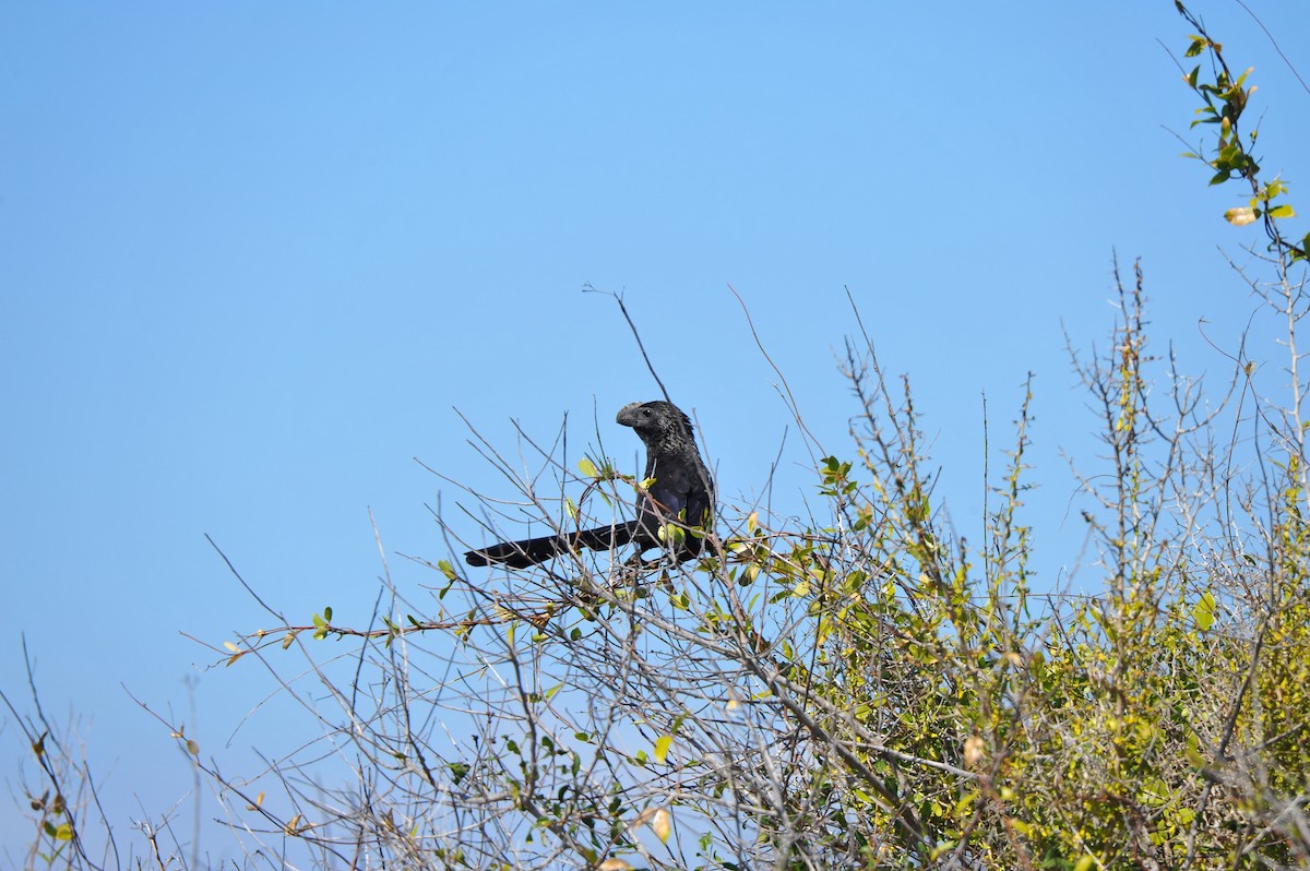 Smooth-billed Ani - ML47628881