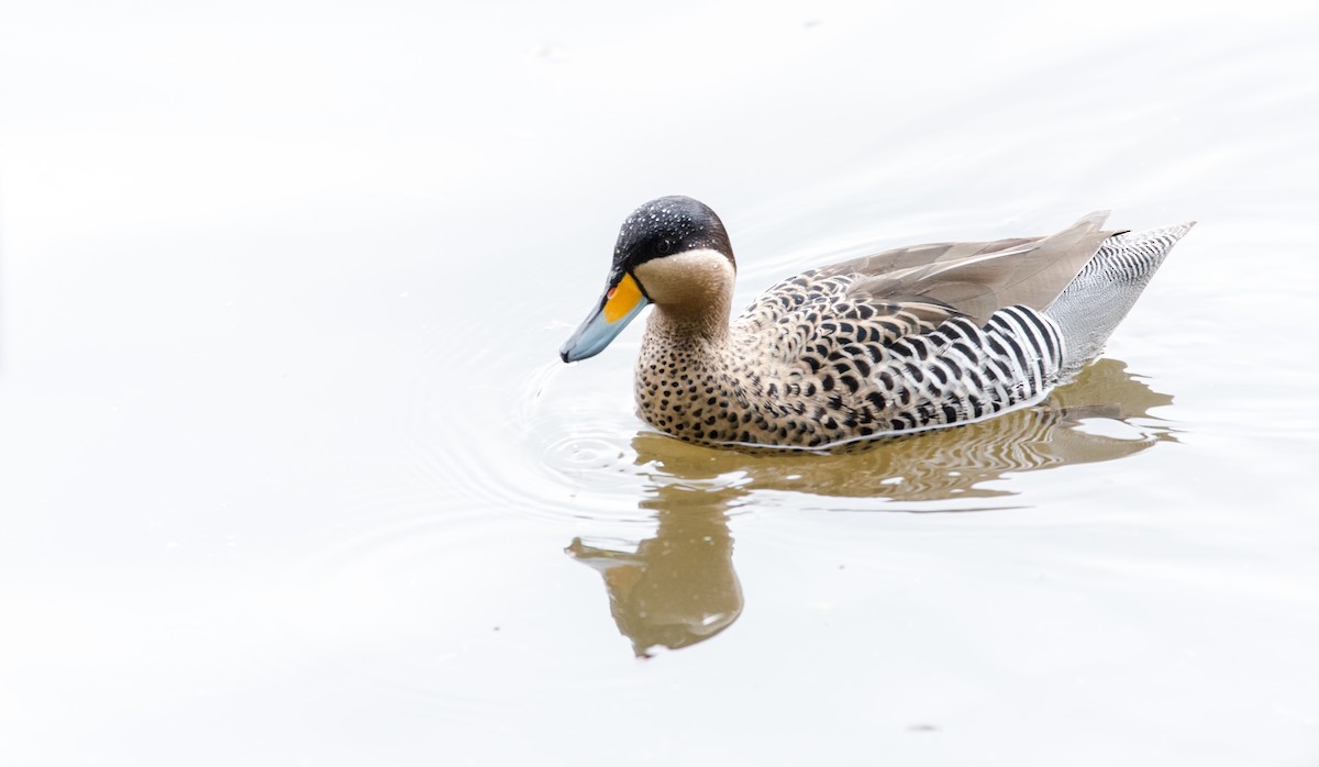 Silver Teal - Mariano  Ordoñez