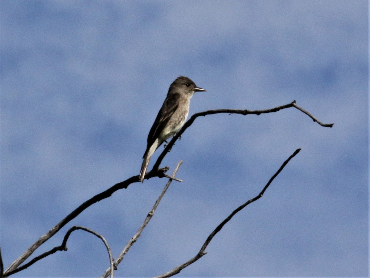 Olive-sided Flycatcher - ML476288941