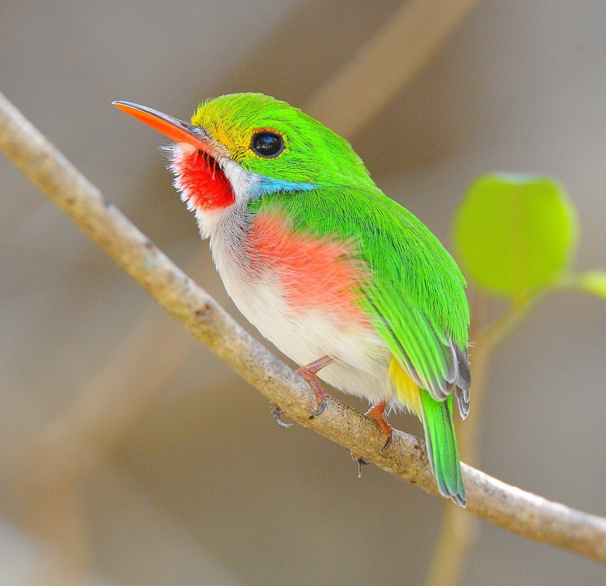 Cuban Tody - Wayne Fidler