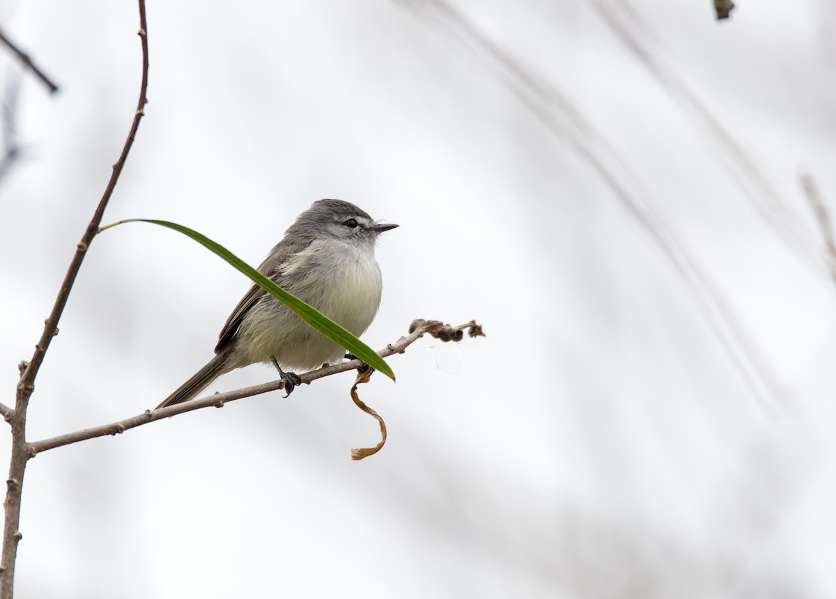 White-crested Tyrannulet (Sulphur-bellied) - ML47629081