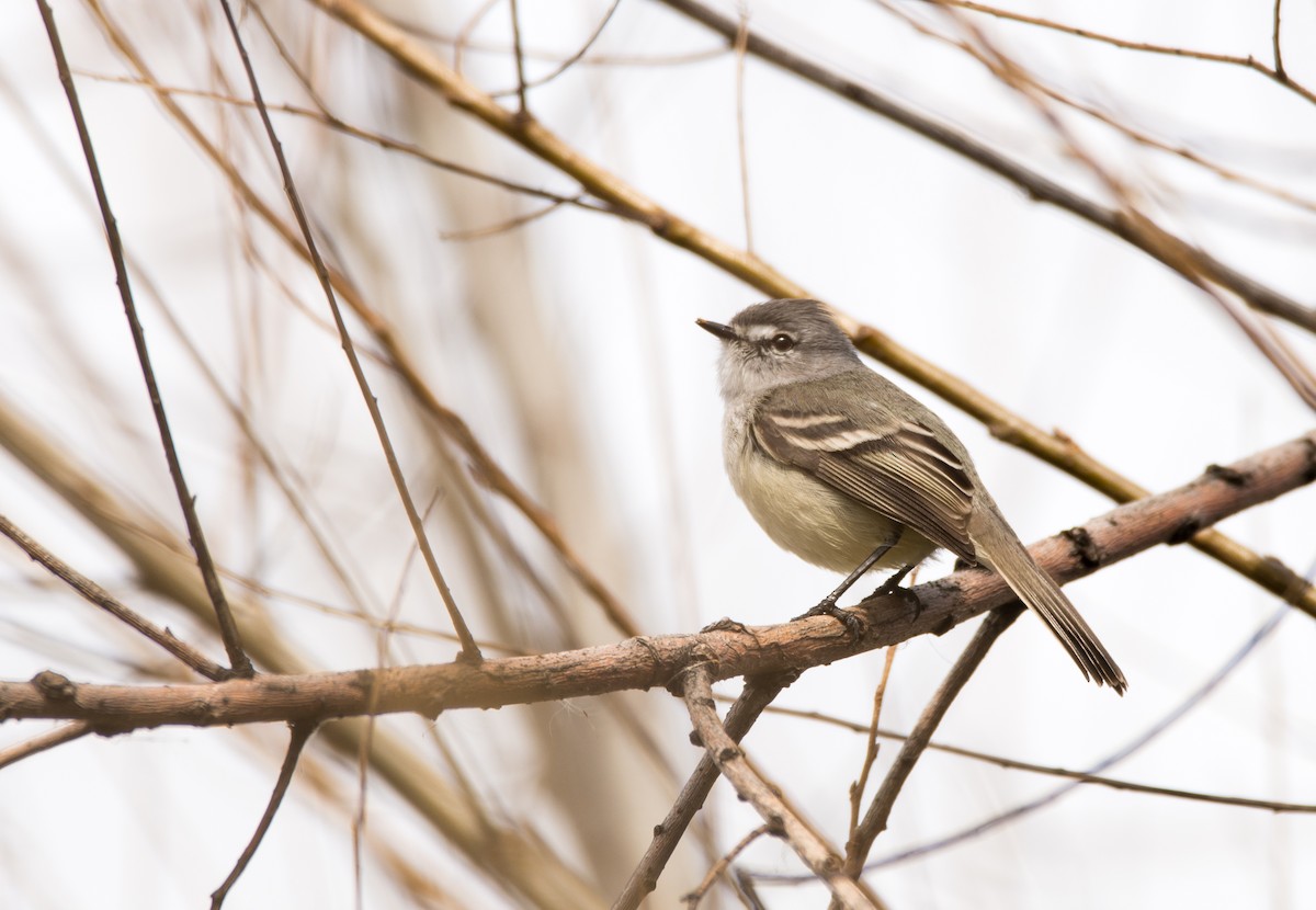 Straneck's Tyrannulet - Mariano  Ordoñez