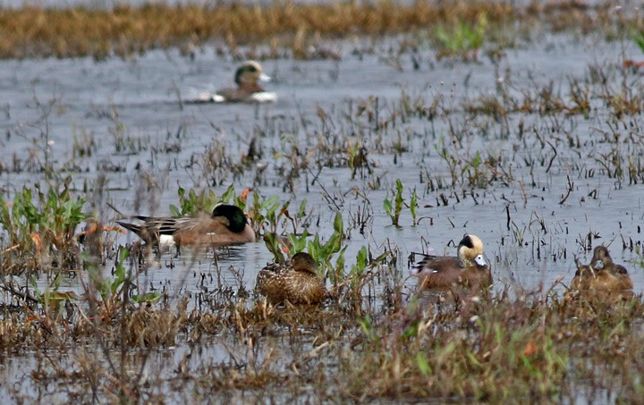 American Wigeon - Kris Petersen