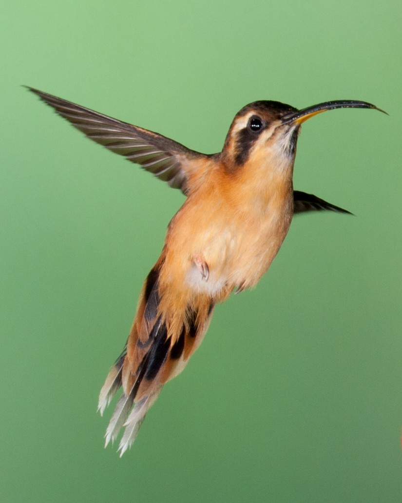 Gray-chinned Hermit - ML476292061