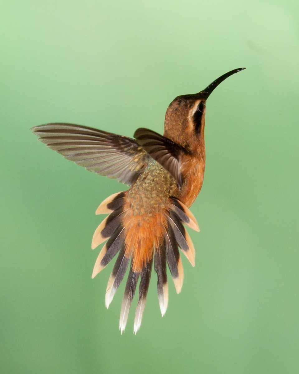 Gray-chinned Hermit - ML476292071