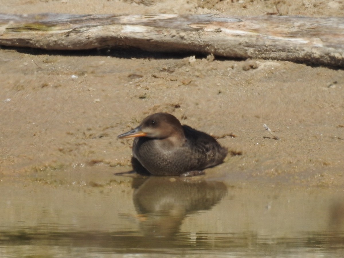 Hooded Merganser - ML476292101