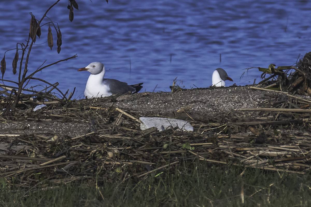 Gray-hooded Gull - Amed Hernández