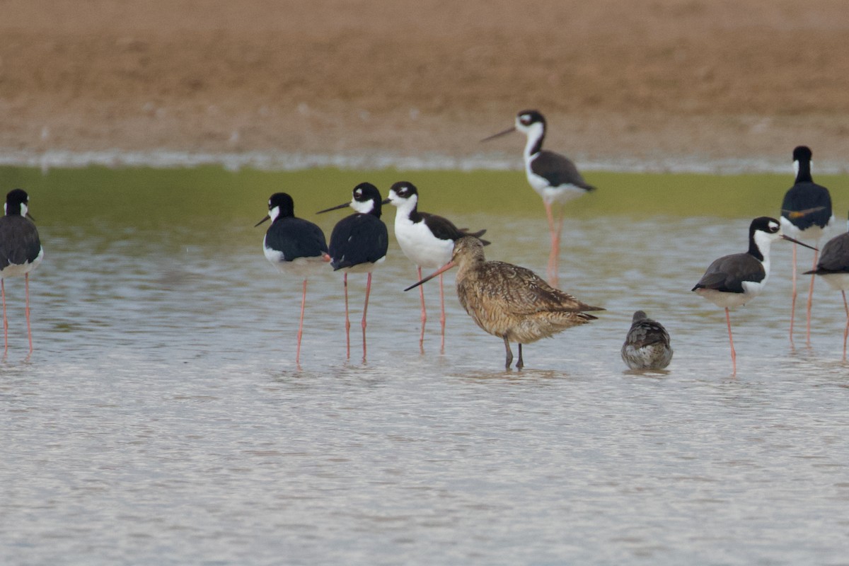 Marbled Godwit - Sandi Templeton