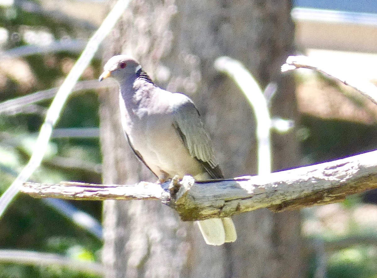 Band-tailed Pigeon - ML476294451
