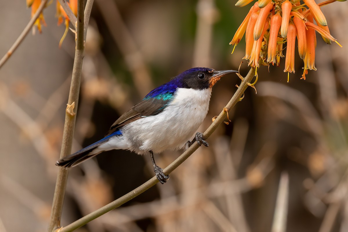 Eastern Violet-backed Sunbird - ML476294471