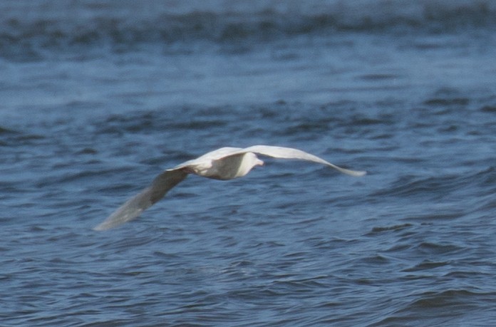 Glaucous Gull - ML47629561