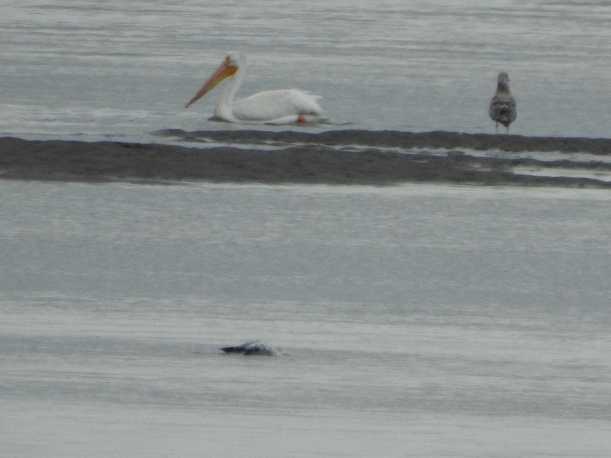 American White Pelican - ML476296691