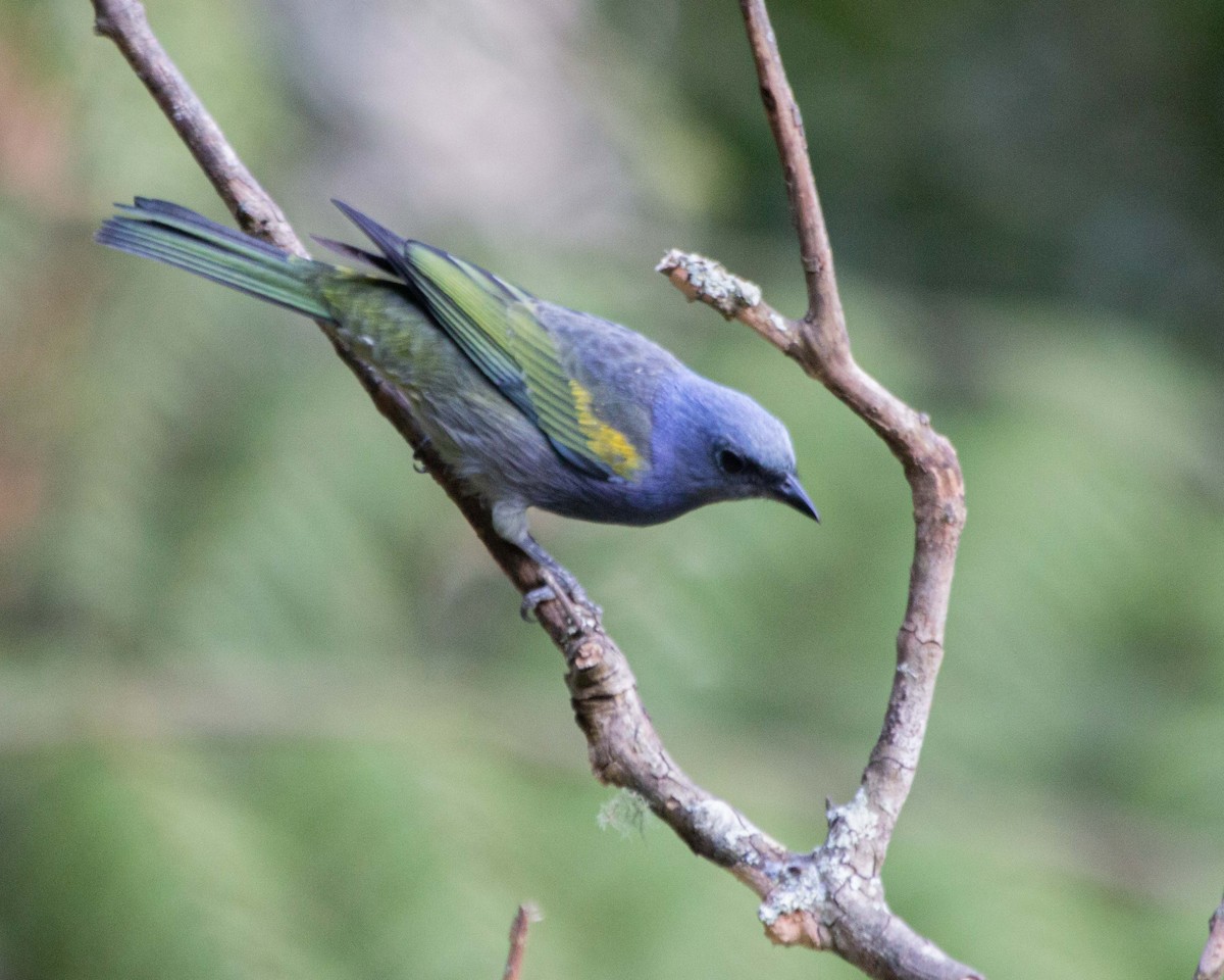 Golden-chevroned Tanager - ML476296961