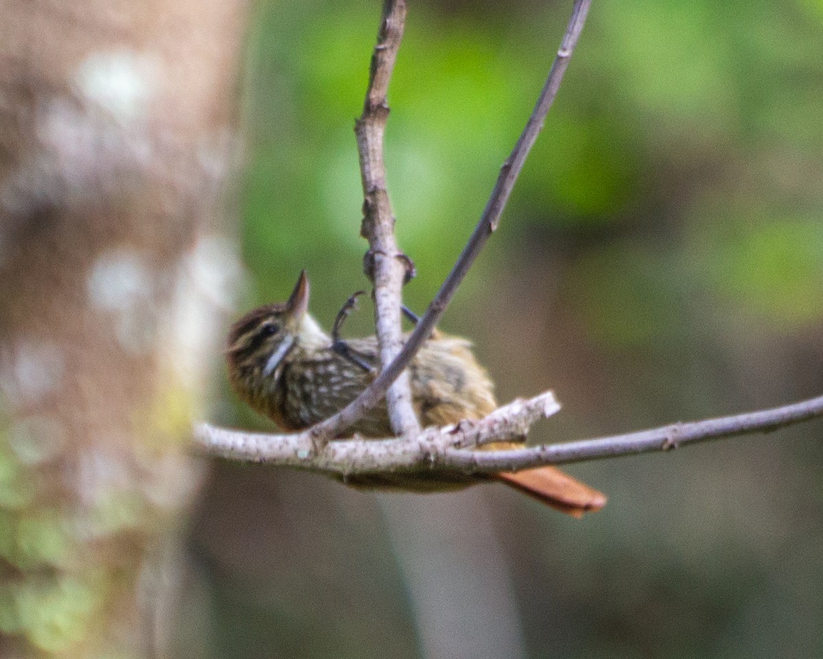 Streaked Xenops - ML476297221