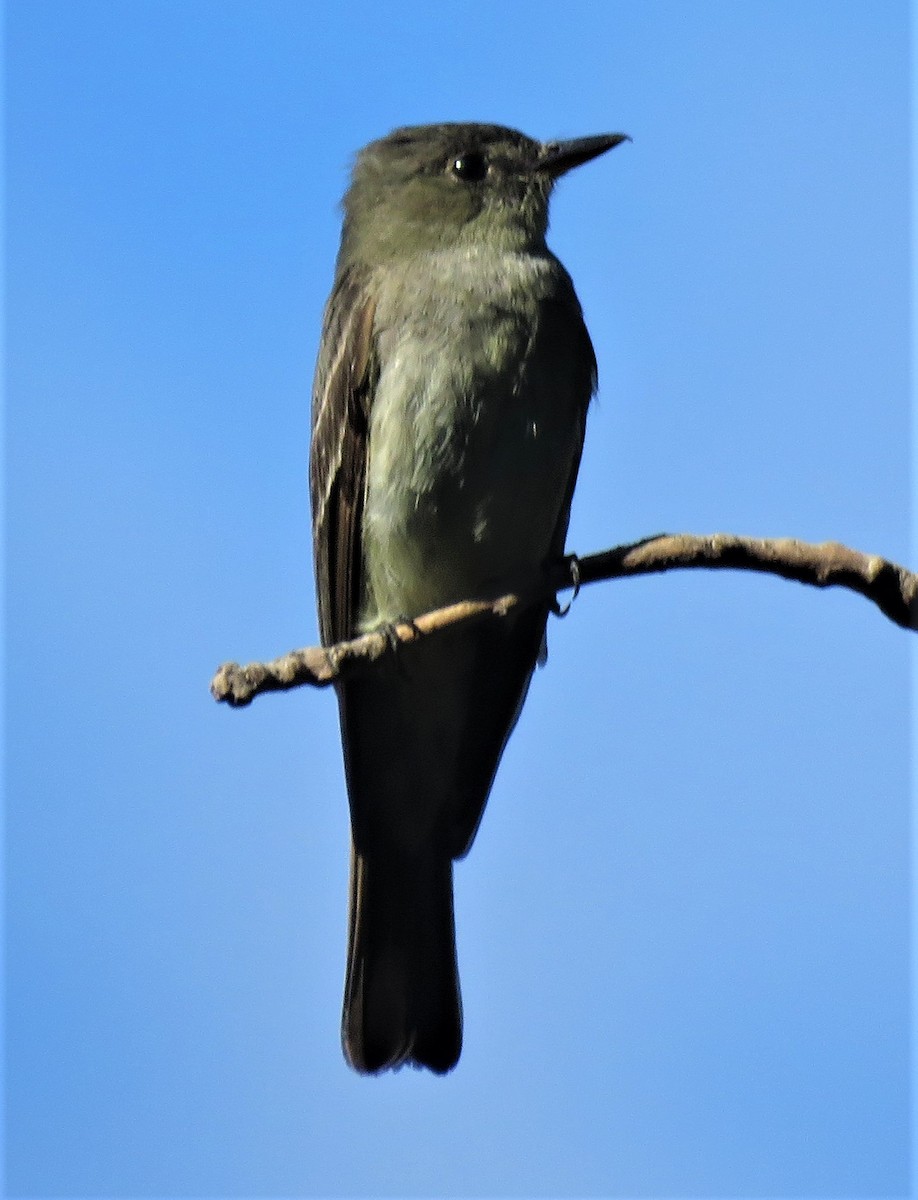 Eastern Wood-Pewee - ML476297331