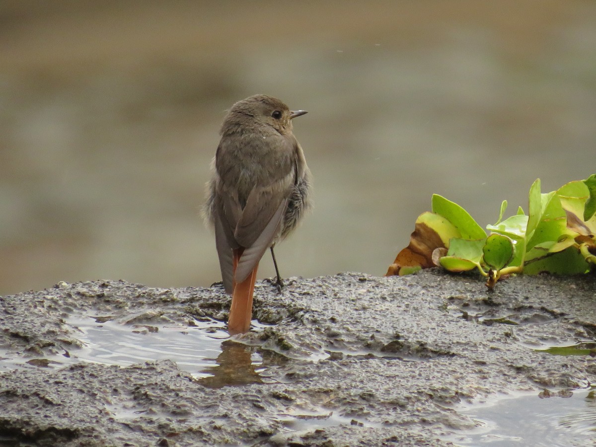 Black Redstart - ML476299071