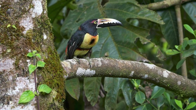 Collared Aracari - ML476299851