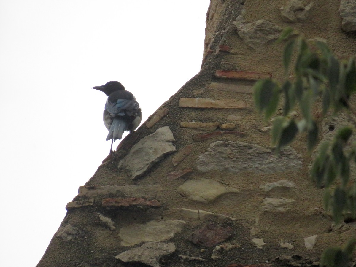 Eurasian Magpie - ML476300511