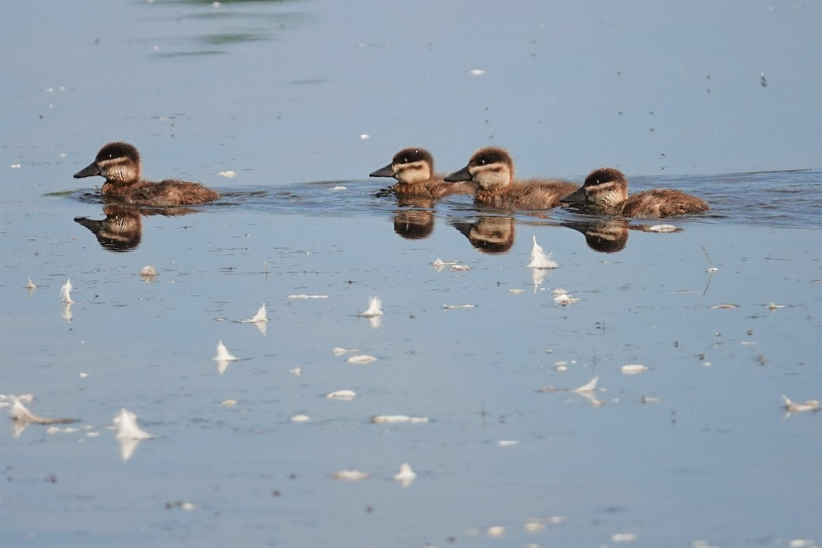 Ruddy Duck - ML476300861