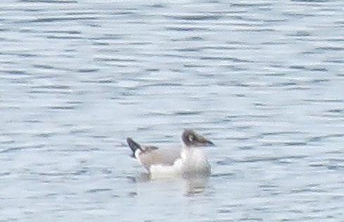 Franklin's Gull - ML476301541