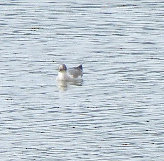 Franklin's Gull - ML476301811