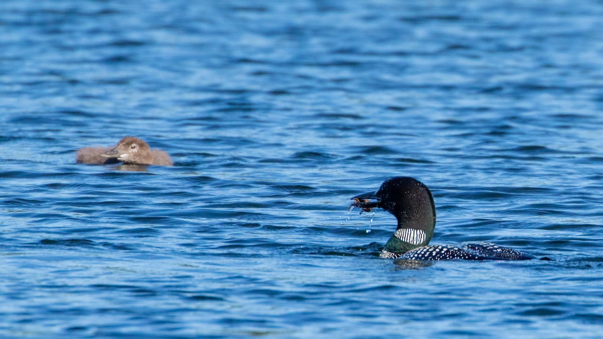 Common Loon - Louis Bevier