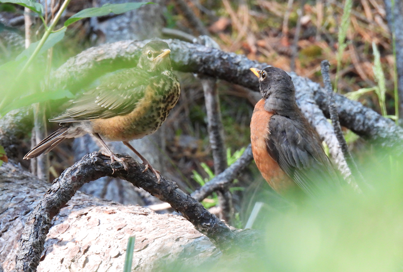 American Robin - ML476302141