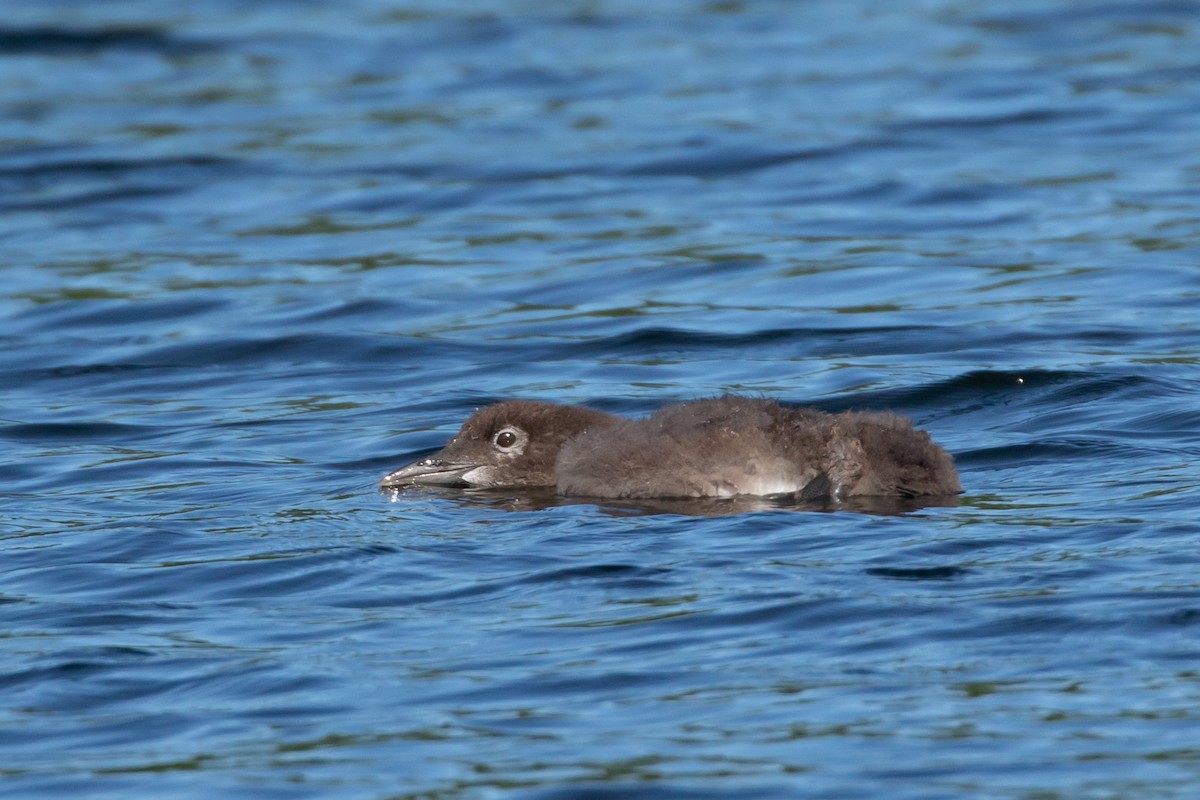 Common Loon - ML476302181