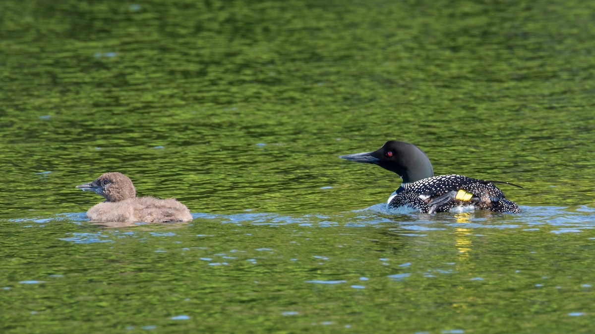 Common Loon - Louis Bevier
