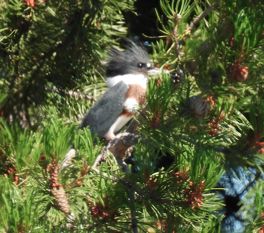 Belted Kingfisher - Bill Cone