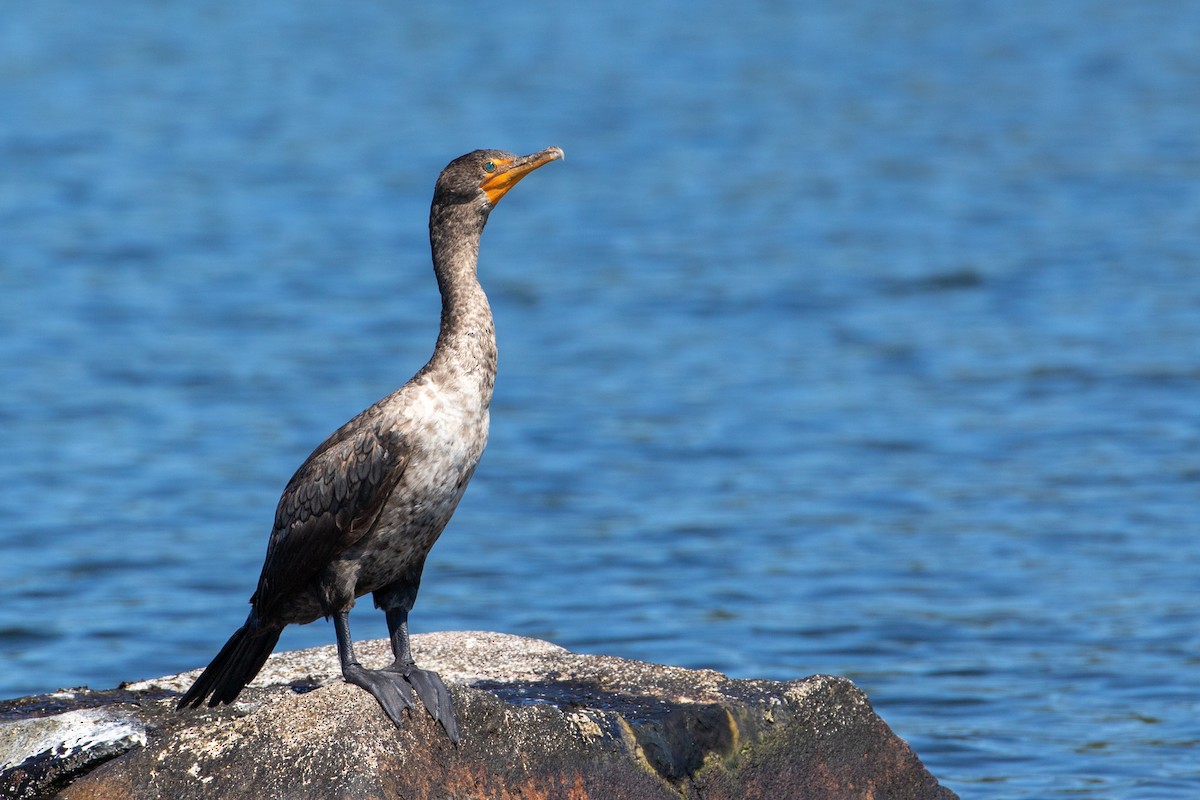 Double-crested Cormorant - ML476303711