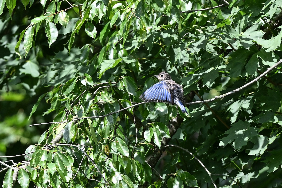 Eastern Bluebird - ML476306171