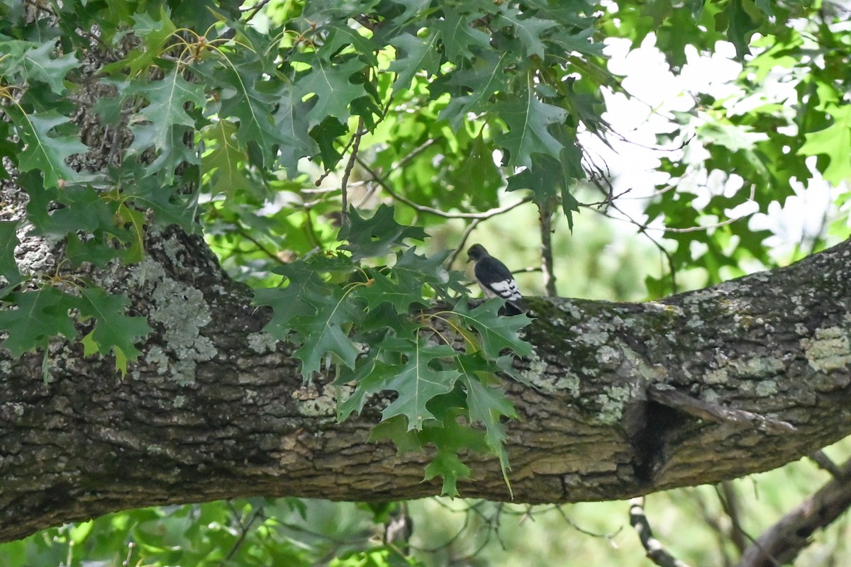 Red-headed Woodpecker - ML476306191