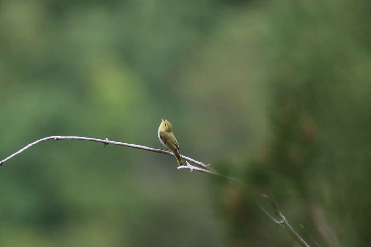 Wood Warbler - ML476306281