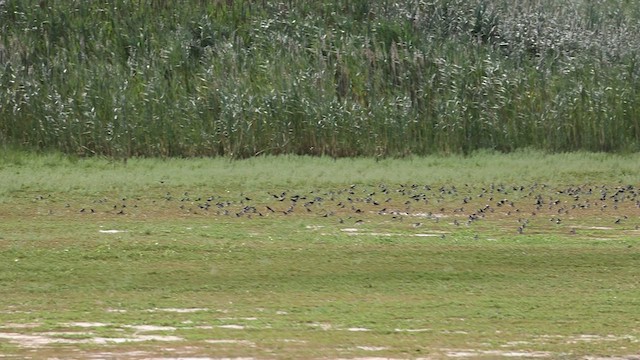 Tree Swallow - ML476306751