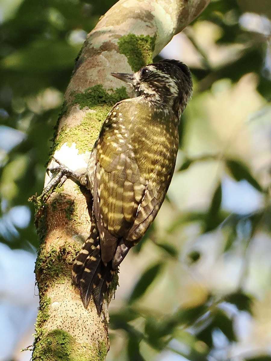 White-spotted Woodpecker - ML476306951