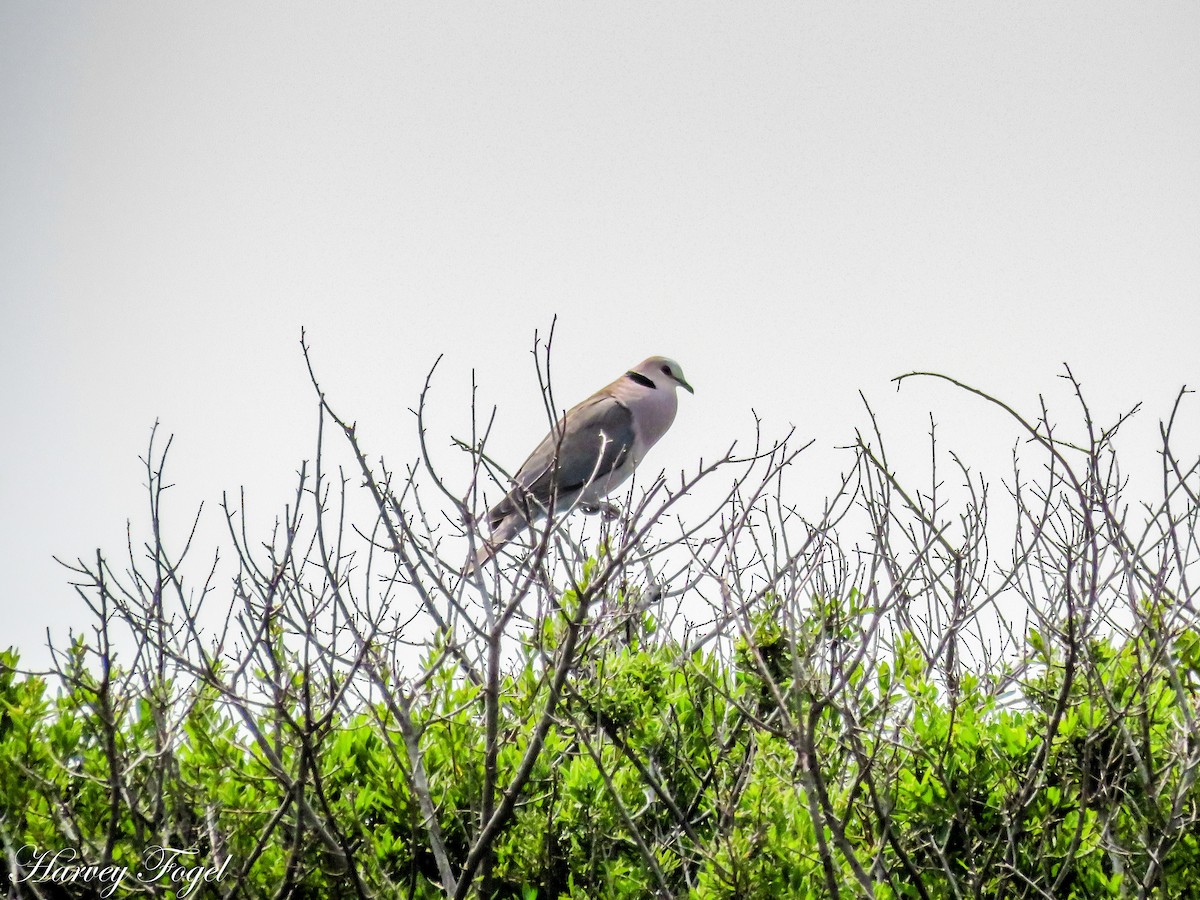 Red-eyed Dove - ML47630751